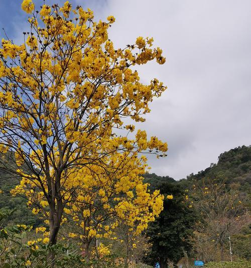 黄花风铃木的寓意是什么？种植黄花风铃木有哪些常见问题？