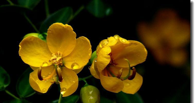 黄槐花的花语是什么？黄槐花代表了哪些含义？