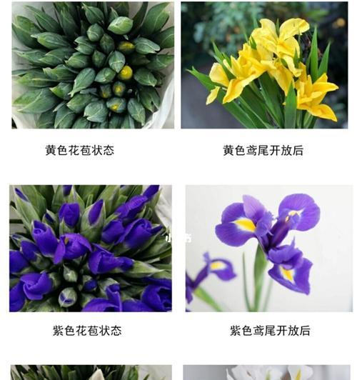 黄色鸢尾花的花语是什么？如何正确解读？