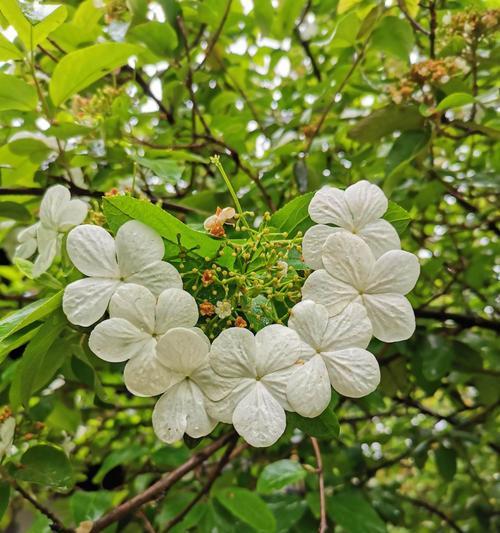 杭州的市花是什么花？为什么选择这种花作为市花？