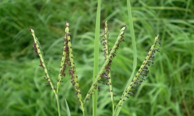 禾本科植物有哪些种类？它们的特征是什么？