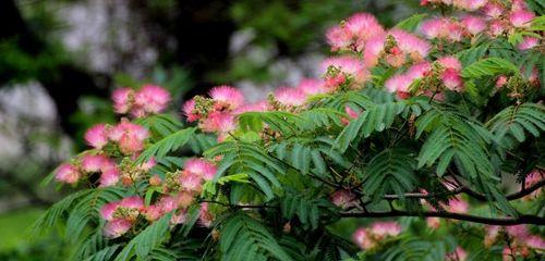 合欢花什么时候开花？花期持续多久？