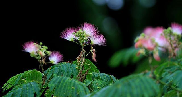 合欢花通常几月开花？一年能开几次花？