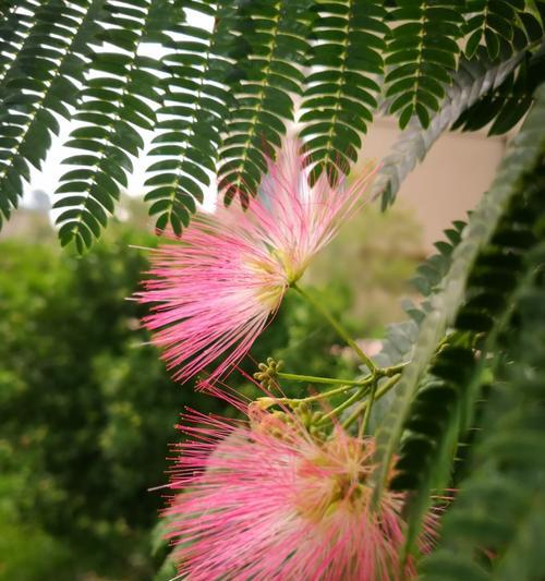 合欢花一年开几次花？如何促进其多次开花？