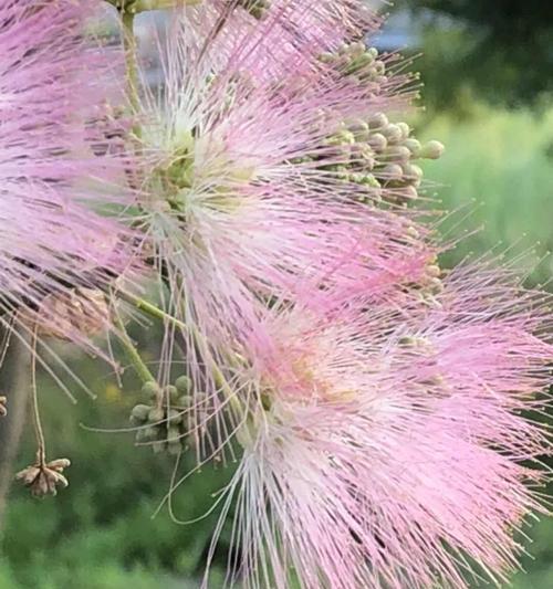 合欢花一年开几次花？如何促进其多次开花？