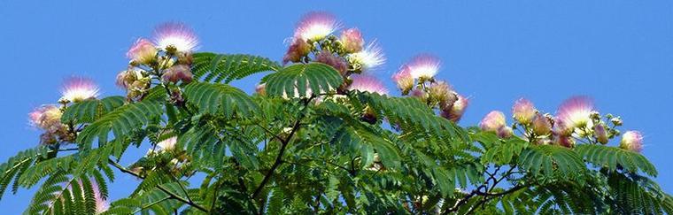 合欢花的花期是什么时候？花期能持续多久？