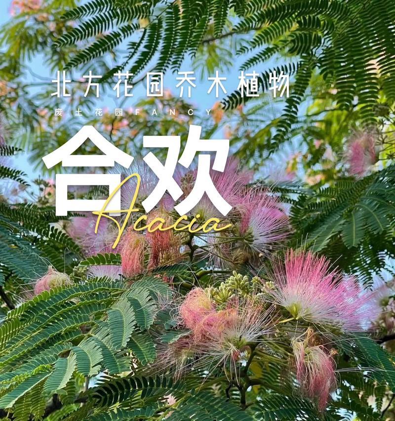 合欢树的花语是什么？合欢植物有哪些特点和用途？