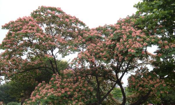 合欢树耐寒多少度？如何在寒冷地区种植合欢树？