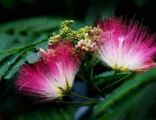 合欢树开花时间是多久？几年才能首次开花？