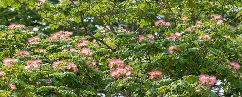 合欢树种植的最佳时间和步骤是什么？