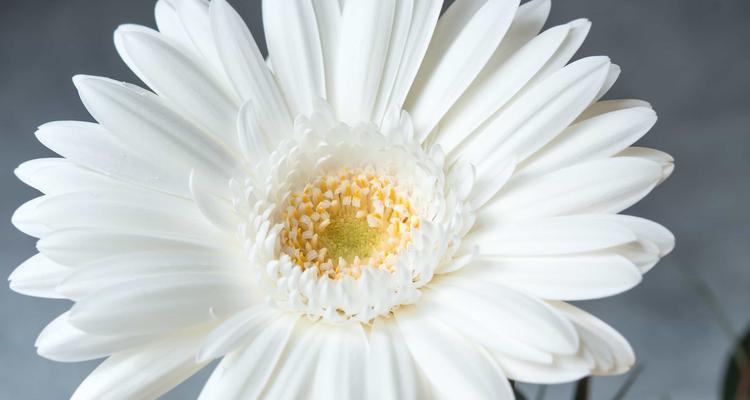 和白菊花很像的花是什么？如何区分和白菊花相似的花卉？