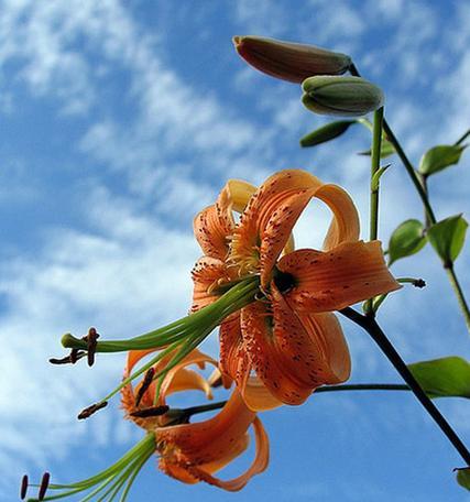 和百合很像的花是什么？如何区分和百合相似的花卉？