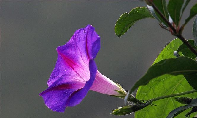 和牵牛花很像的花有哪些？如何区分真假牵牛花？