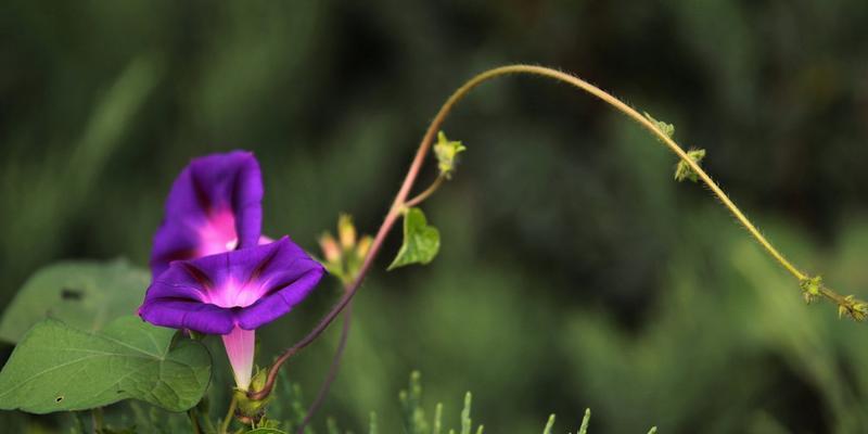 和牵牛花很像的花有哪些？如何区分真假牵牛花？