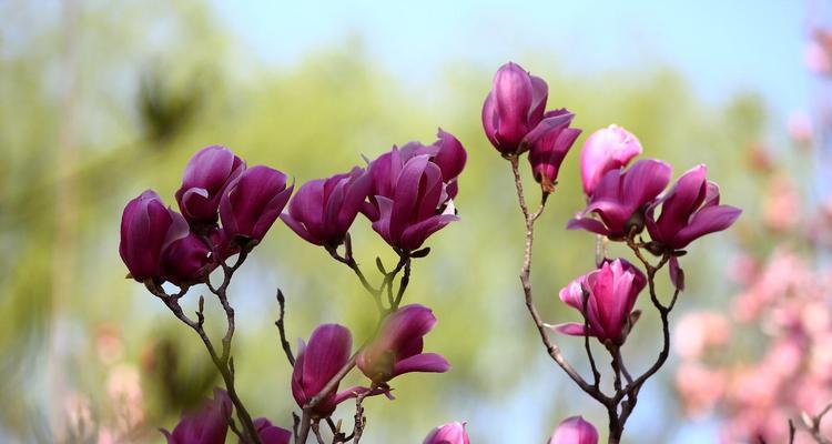 和玉兰花很像的花是什么？如何区分和玉兰花相似的花卉？