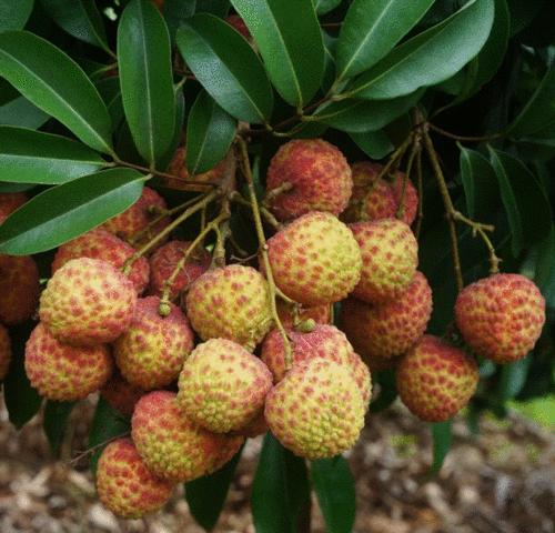 河北能种植荔枝吗？种植条件和注意事项是什么？