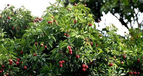 河北能种植荔枝吗？种植条件和注意事项是什么？