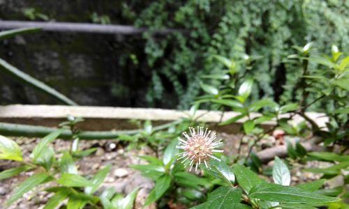 河边适合种什么植物？如何选择合适的水岸植物？