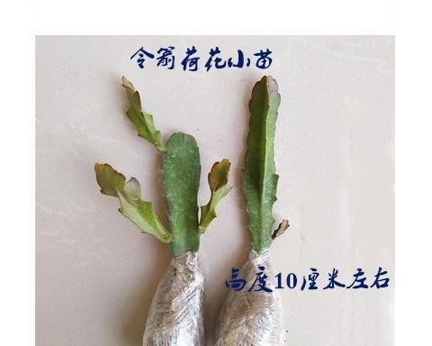 荷花的根是什么样子的？如何辨认荷花的根系？