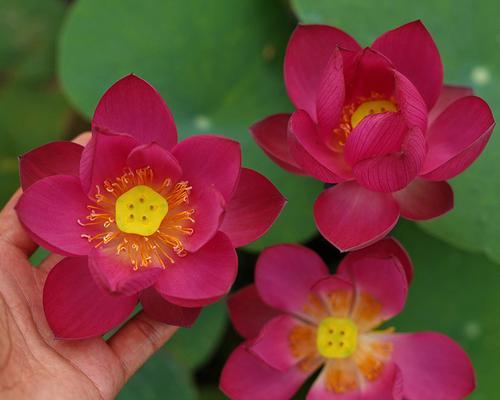 荷花和芙蓉花是一种花吗？它们之间有什么区别？