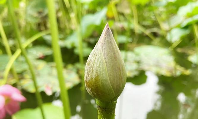 荷花的花期持续多久？从开花到凋谢需要多长时间？