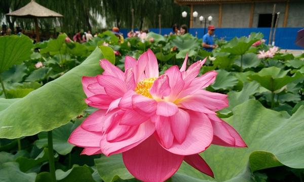 荷花几月份种植最好？适合什么季节种植荷花？