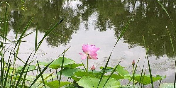 荷花通常生长在哪些地方？如何在家中种植荷花？