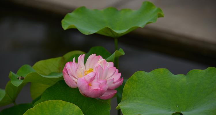 荷花有多少品种？如何区分不同种类的荷花？