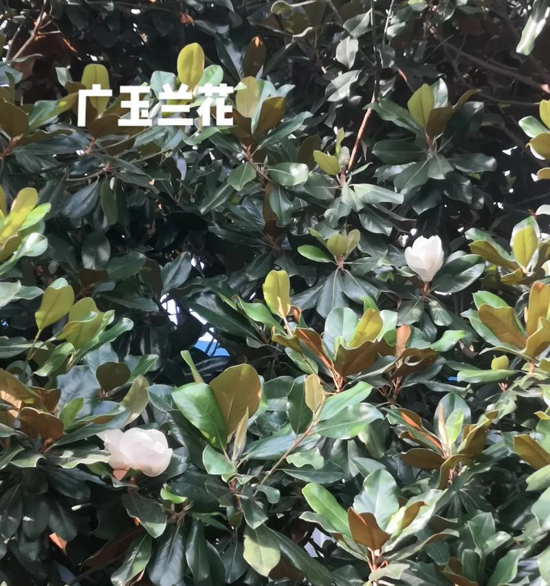 荷花玉兰是常绿植物吗？了解其生长特性及养护要点