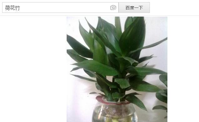 荷花竹好养吗？养殖方法和养护要点是什么？