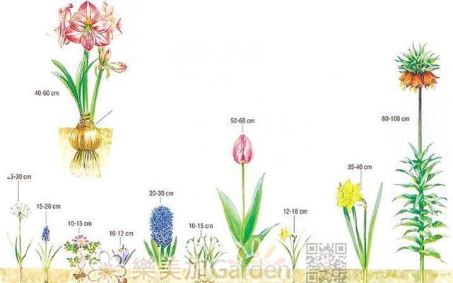 荷兰百合种球如何保存？最佳种植时间是什么时候？