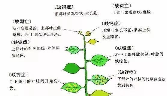 荷兰豆病虫害如何防治？有效技术措施有哪些？