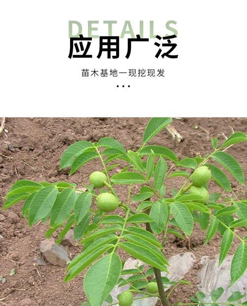 核桃成熟的季节是几月？如何判断核桃的最佳采摘时间？