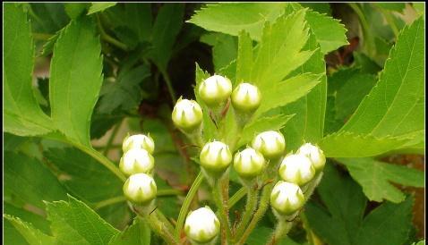 核桃开花吗？核桃什么时候开花结果？