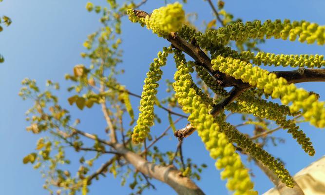 核桃开花吗？核桃什么时候开花结果？