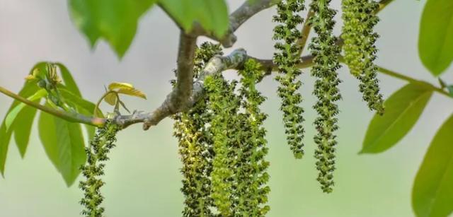 核桃属于被子植物吗？核桃的分类和特点是什么？