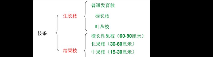 核桃树干枝是什么原因造成的？如何有效处理？