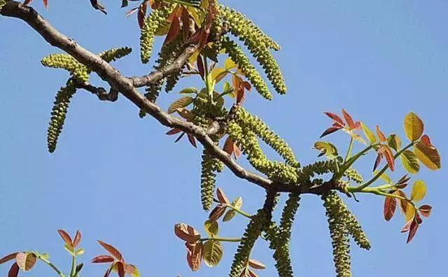 核桃树几年能开花结果？种植几年后会开花结果？