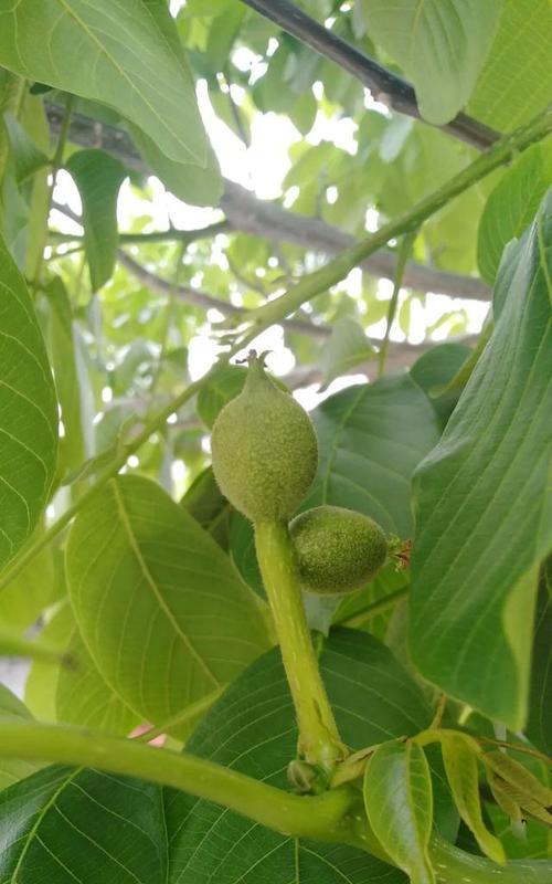 核桃树开花是什么样子？开的什么颜色的花？