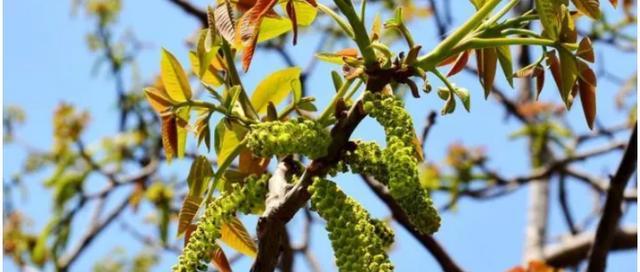 核桃树开花时间是什么时候？几月份会开花？