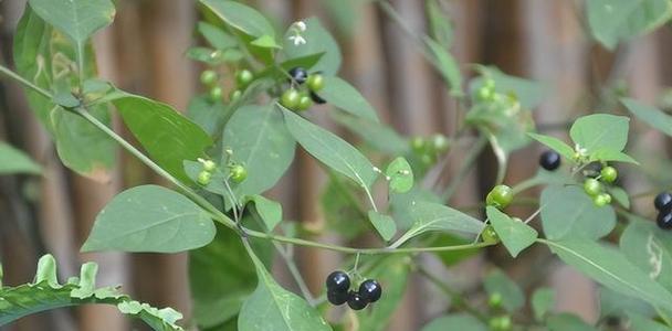 黑豆最佳种植时间是什么时候？春季还是秋季？