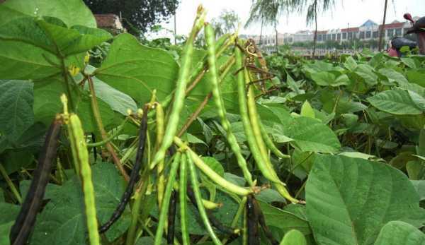 黑豆种植时间表是怎样的？几月份种植几月份成熟？