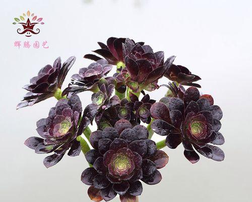 黑法师植物水养可行吗？水培方法和注意事项是什么？