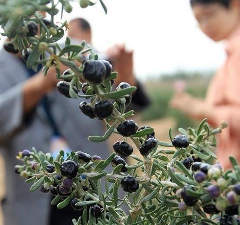 黑枸杞哪里产的最好？如何辨别优质黑枸杞？