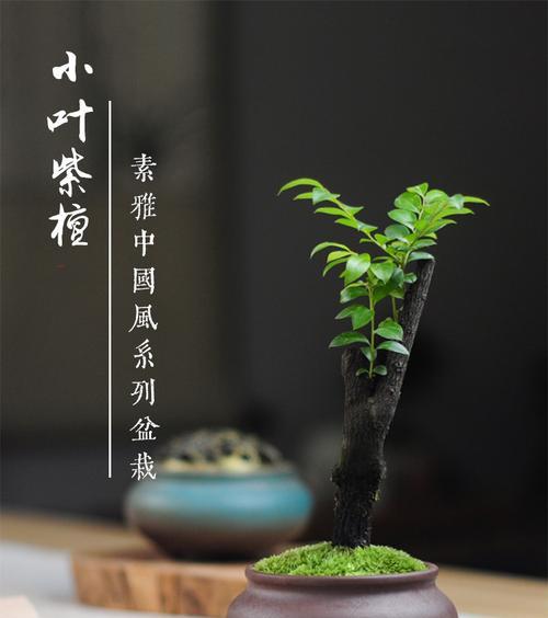 黑骨茶种植：深盆与浅盆哪个更适合？