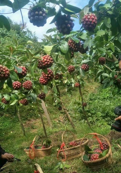 黑老虎适合什么地方种植？种植黑老虎需要注意哪些问题？