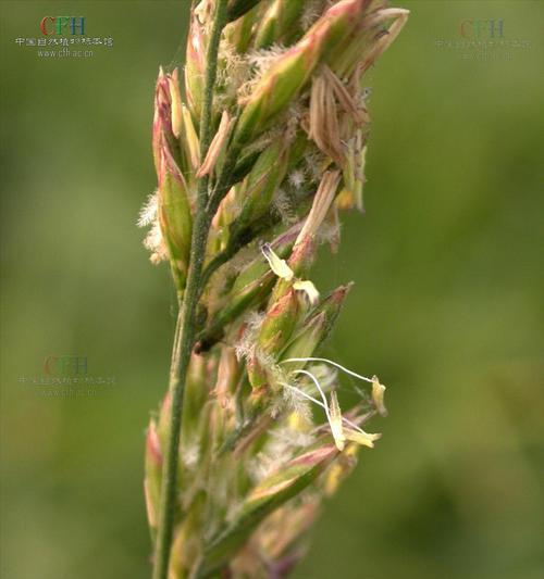 黑麦草种植的最佳地点是什么？种植黑麦草有哪些注意事项？