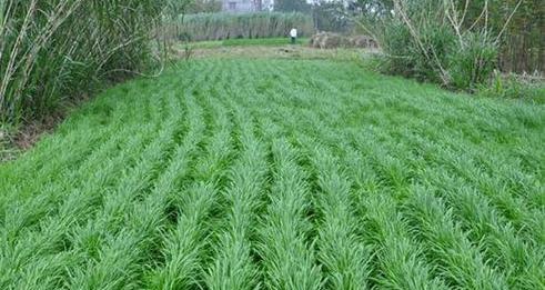 黑麦草种植的最佳月份是什么时候？如何确定种植时间？