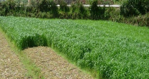 黑麦草种植的最佳月份是什么时候？如何确定种植时间？