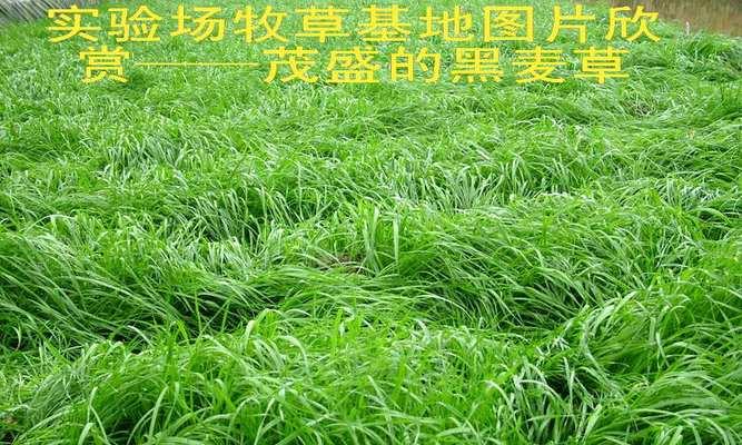 黑麦草种植的最佳时间是什么时候？种植后如何管理？